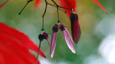 Krypto-Markt im Aufwind: Maple Finance und Pi Coin stechen hervor