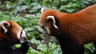 XRP: Der Streit um 20.000 Dollar – Ein Blick in die Zukunft der Kryptos