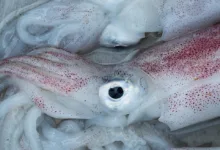 Kraken erhält EU-Lizenz: Ein Meilenstein für den Krypto-Markt in Europa