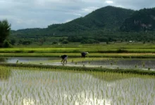 Thailand führt fünfjährige Steuerbefreiung für Krypto-Investoren ein