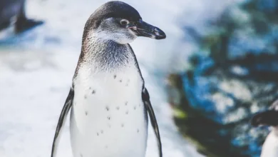 Krypto-Markt hebt ab: Pudgy Penguins und BlockDAG im Fokus