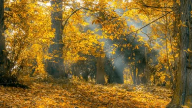 Bitcoin-Prognose: Neue Allzeithochs bis Oktober 2023 möglich