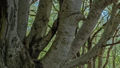 Europäische Stablecoins im Aufwind: Auf dem Weg zur Unabhängigkeit