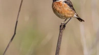 Enttäuschung nach dem White House Digital Asset Policy Report für Krypto-Anleger