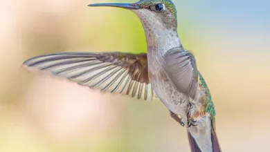 Neue Standards bei der SEC könnten Krypto-ETFs schneller zulassen