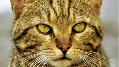 EZB öffnet sich für Stablecoins: Ein Wandel im europäischen Finanzdenken