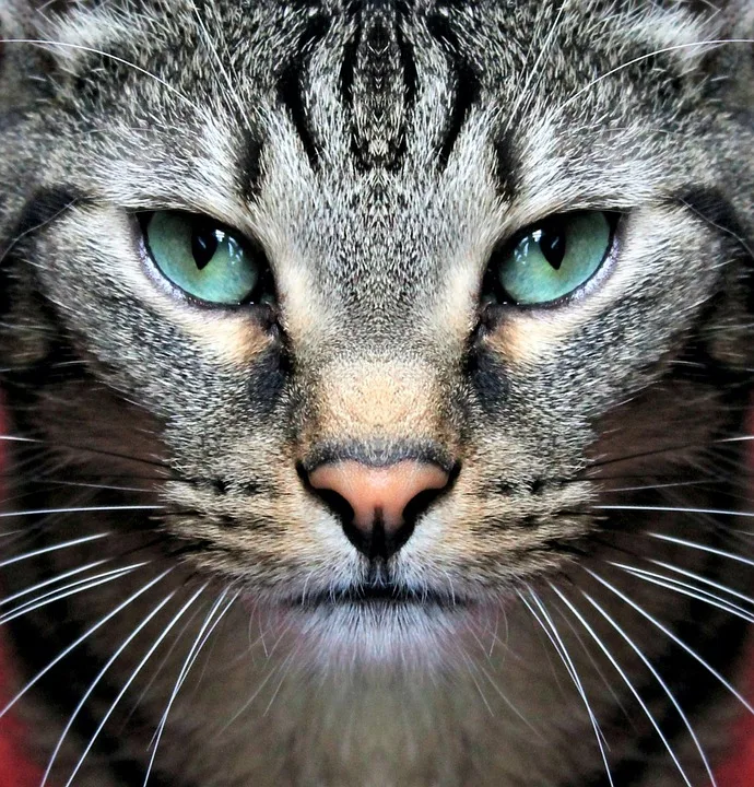 Trumps neue Krypto-Gesetzesinitiativen: Ein Blick auf die Herausforderung für den Kongress