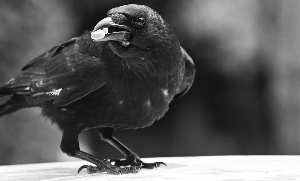 Vom Klugen Trade zum verpassten Glück: Eine XRP-Geschichte aus der Region