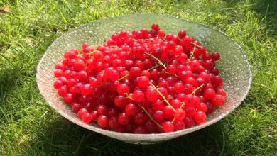 Stabile Erträge durch Cloud-Mining: XRP und DOGE für alle Nutzer