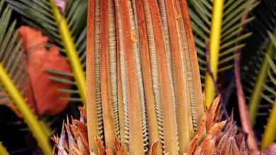 Bitcoin überschreitet 109.000 Dollar: Ein neues Zeitalter für Krypto