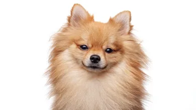 Bitcoin: Die umstrittene Spitze der Vermögenswerte im Finanzmarkt