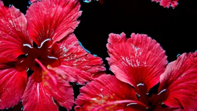 Stetiges Wachstum: Krypto-Fonds erreichen Rekorde und neue Investorenströme