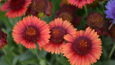 Cardano: Rekordrallye im Juli 2025 und das 5-Dollar-Ziel erreichen