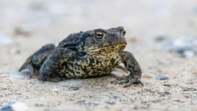 Remittix: Die vielversprechendste Krypto-Presale 2025 im Fokus