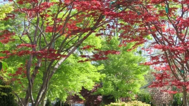 Krypto-Entwicklung: Steht der Wechsel von Bitcoin zu Altcoins bevor?