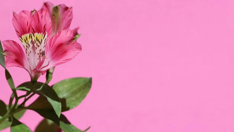 Einfacher Krypto-Einstieg: OKX erlaubt Käufe mit PayPal im EWR