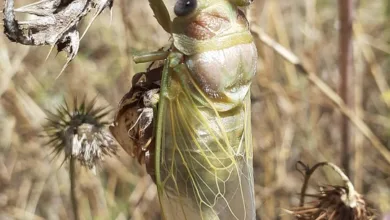 Umstrittenes Bitcoin-Update: Veränderungen und deren Folgen für die Community