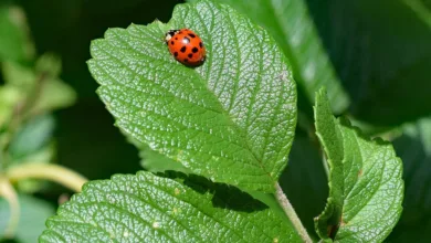 SEC verlängert Prüfung des Truth Social Bitcoin ETF bis September