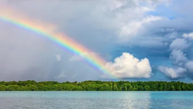 Nature’s Miracle: XRP-Investition löst Aktienboom aus