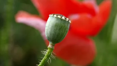 Börsenaufsicht erlaubt neue Krypto-ETFs: Direkte Auszahlungen in Bitcoin und Ethereum