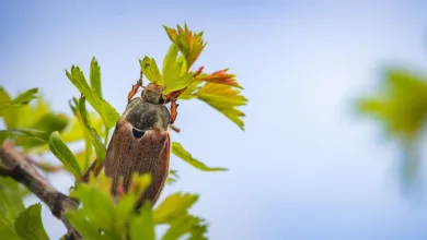 Rechtsstreit um 12 Bitcoins: Kann Raelene Vandenbosch gewinnen?