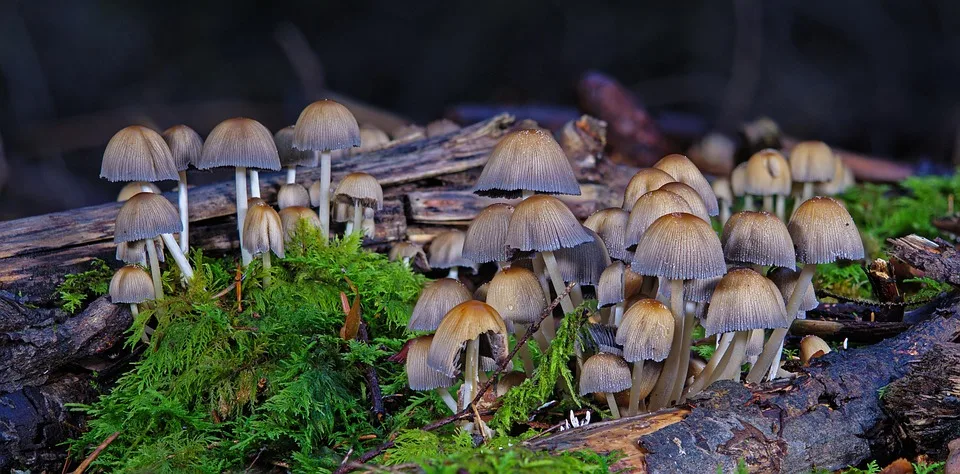 Regulierungsrahmen MiCA: 53 Unternehmen erhalten Lizenzen in der EU