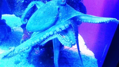 Kraken steigert Umsatz um 18 Prozent – Einblicke in Q2 2025