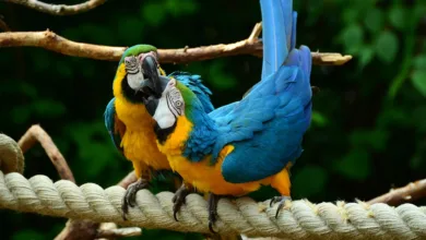 Die neue Ära der Altcoins: $5 Billionen bis 2025 und die Zukunft des Bankings