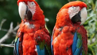 TLGY kündigt StablecoinX an: Neue Ära für Krypto-Investitionen in der Region