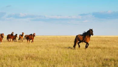Staatliche Krypto-Schatzkammer in Kasachstan: Ein neuer Schritt in digitale Anlagen