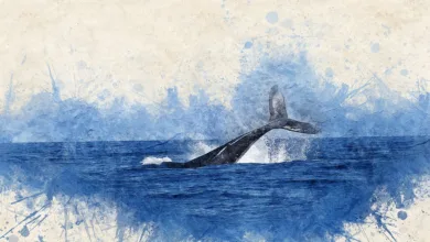 Bitcoin-Rückgang: Whales verkaufen und Markt reagiert verhalten