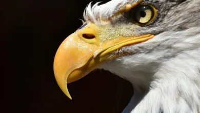 Kryptomarkt im Aufwind: Bitcoin, Ethereum und XRP im Fokus