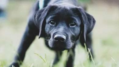 Die besten Crypto Casinos im August: Sicherheit und Spaß