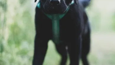 Die besten Krypto-Casinos im August 2025 für Spieler