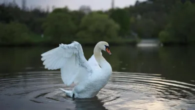 Ripple stärkt mit Rail-Übernahme seine Stablecoin-Expansion