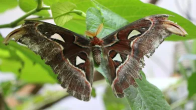 Kryptomarkt erreicht Rekorde: Chancen und Risiken im Blick
