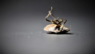 BlackRock und XRP: Ein ETF-Antrag in greifbarer Nähe?