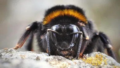 Rückgang der Solana-Händler: Memecoin-Betrug im Fokus