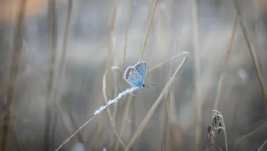 XRP im Fokus: Diskussionen über Nutzen und Herausforderungen im Krypto-Markt