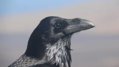 Crypto-Online-Casinos: Ein Blick auf die besten Anbieter im August 2025