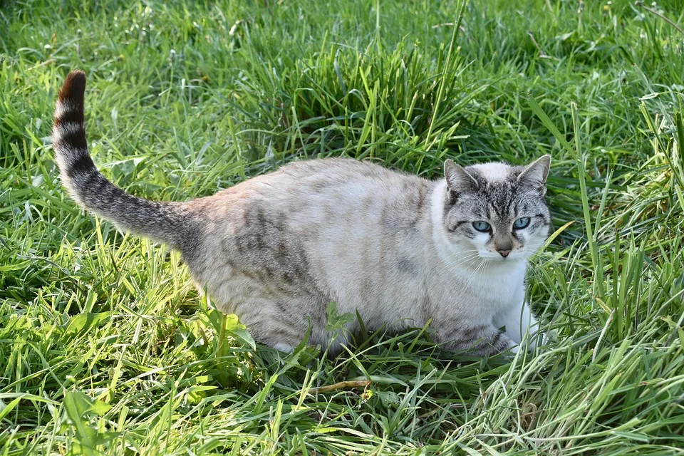 BlockDAG: Revolutionäre Blockchain mit hohem ROI-Potenzial