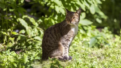 Inflationszahlen für Juli: Kerninflation übertrifft Erwartungen