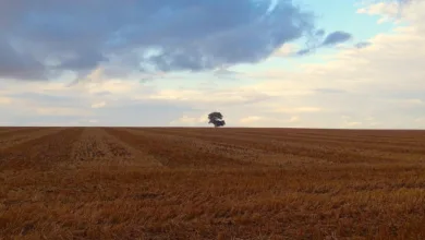 Kryptowährungsausblick: Bitcoin kämpft um Stabilität im August