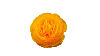 Altcoins im Aufwind: Tapiero sieht massive Chancen