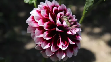 BlockDAG und Co.: Die besten Kryptos für 2025 entdecken