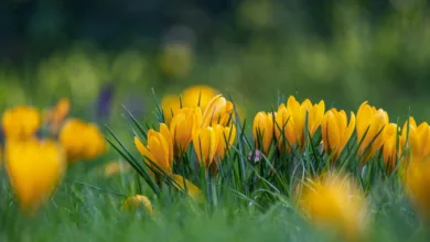 Ethereum im Aufwind: Die Vorboten einer Altcoin-Saison