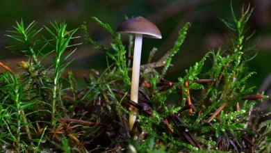 Bitcoin-Zyklus entdeckt: Höchststand im Oktober 2025?