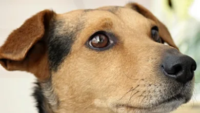 Die besten Crypto-Presales: BlockDAG, LILPEPE und Maxi Doge