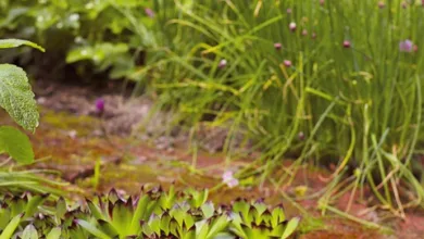 XRP-Ökosystem wächst: Stabilität und Infrastruktur im Fokus