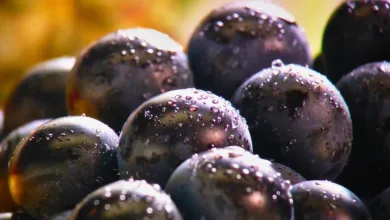 MAGACOIN FINANCE: Die nächste große Chance für Anleger